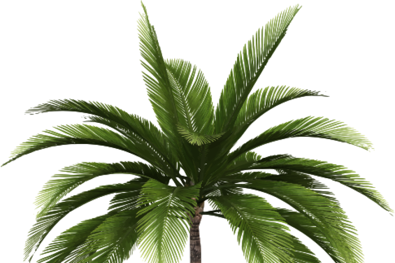 Coconut Tree or Palm Tree